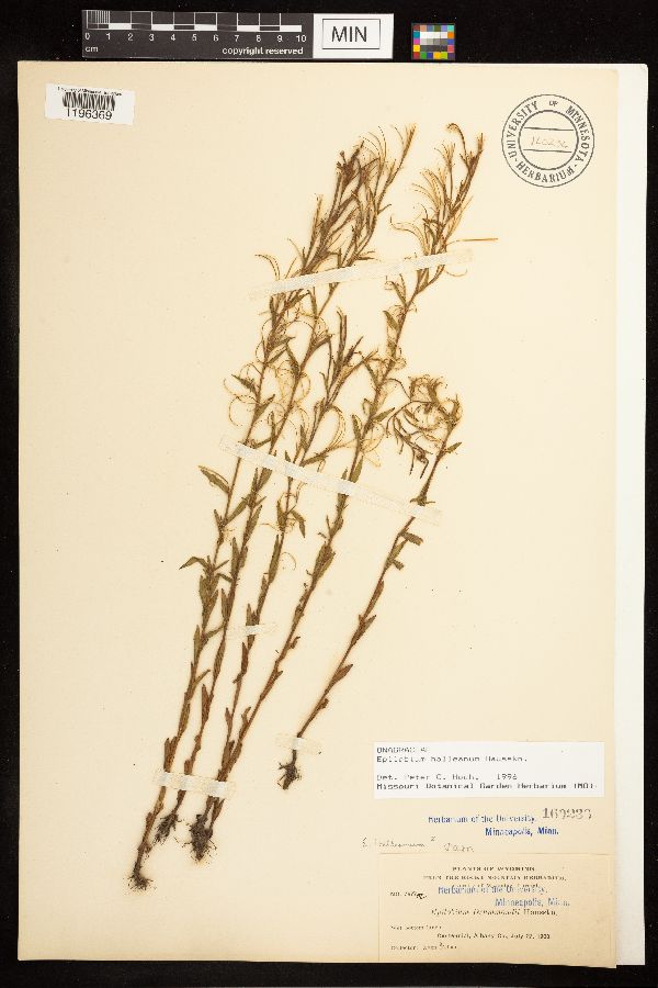 Epilobium halleanum image