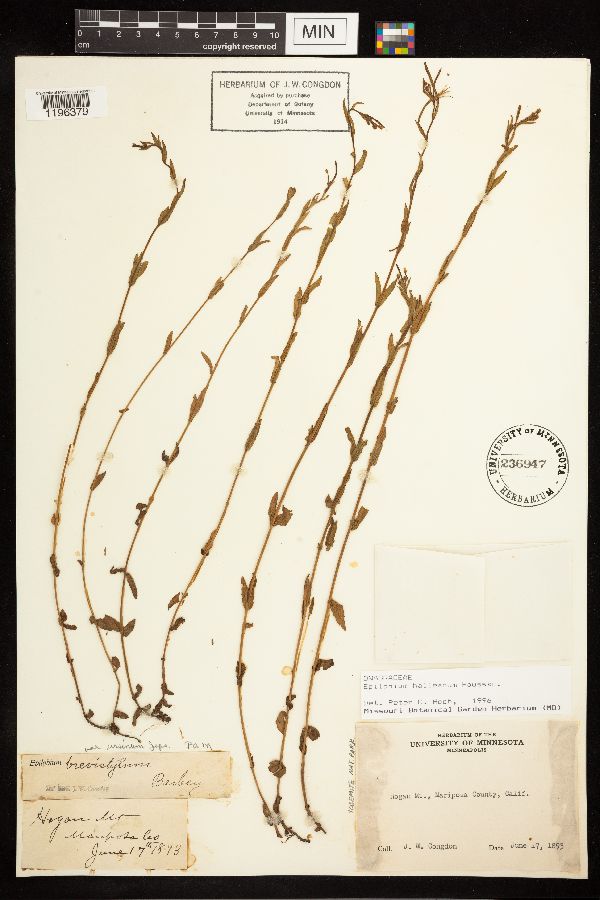 Epilobium halleanum image