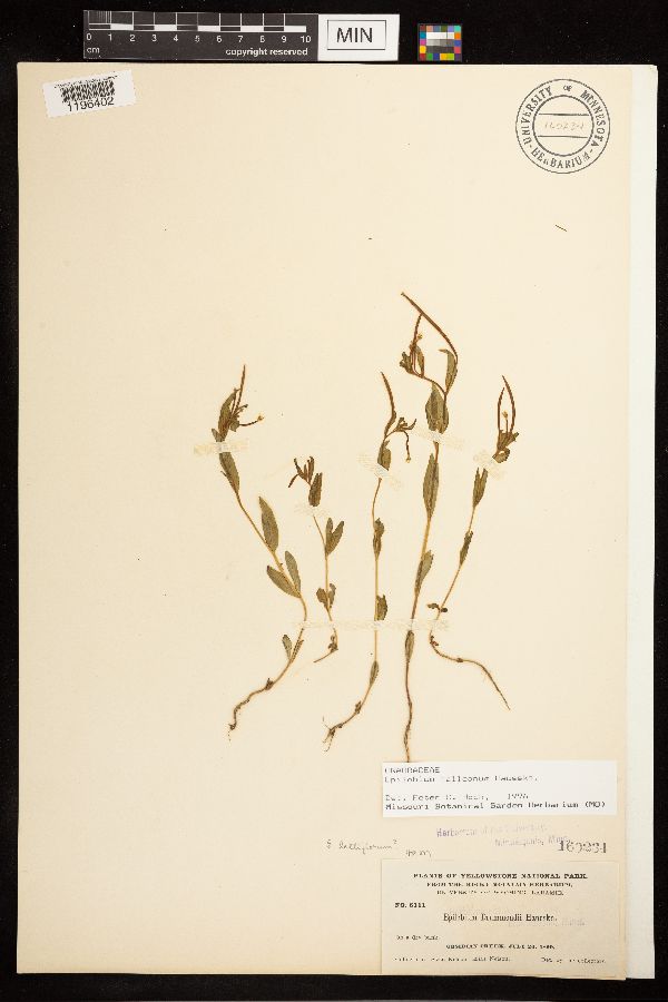 Epilobium halleanum image