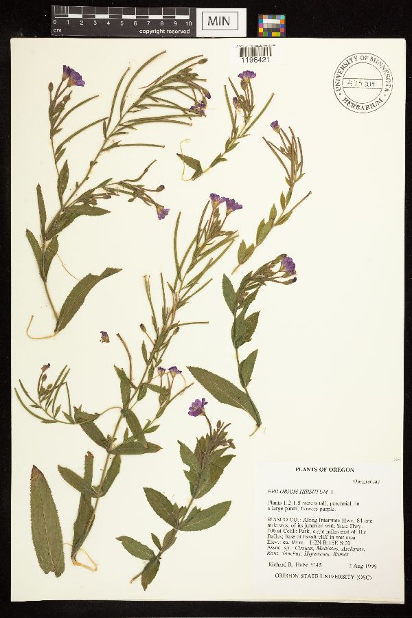 Epilobium hirsutum image