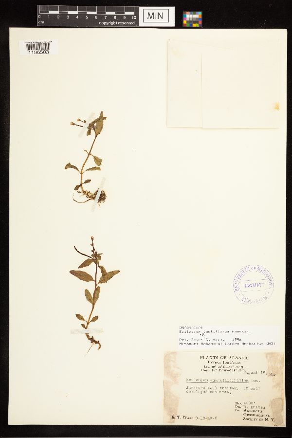 Epilobium lactiflorum image