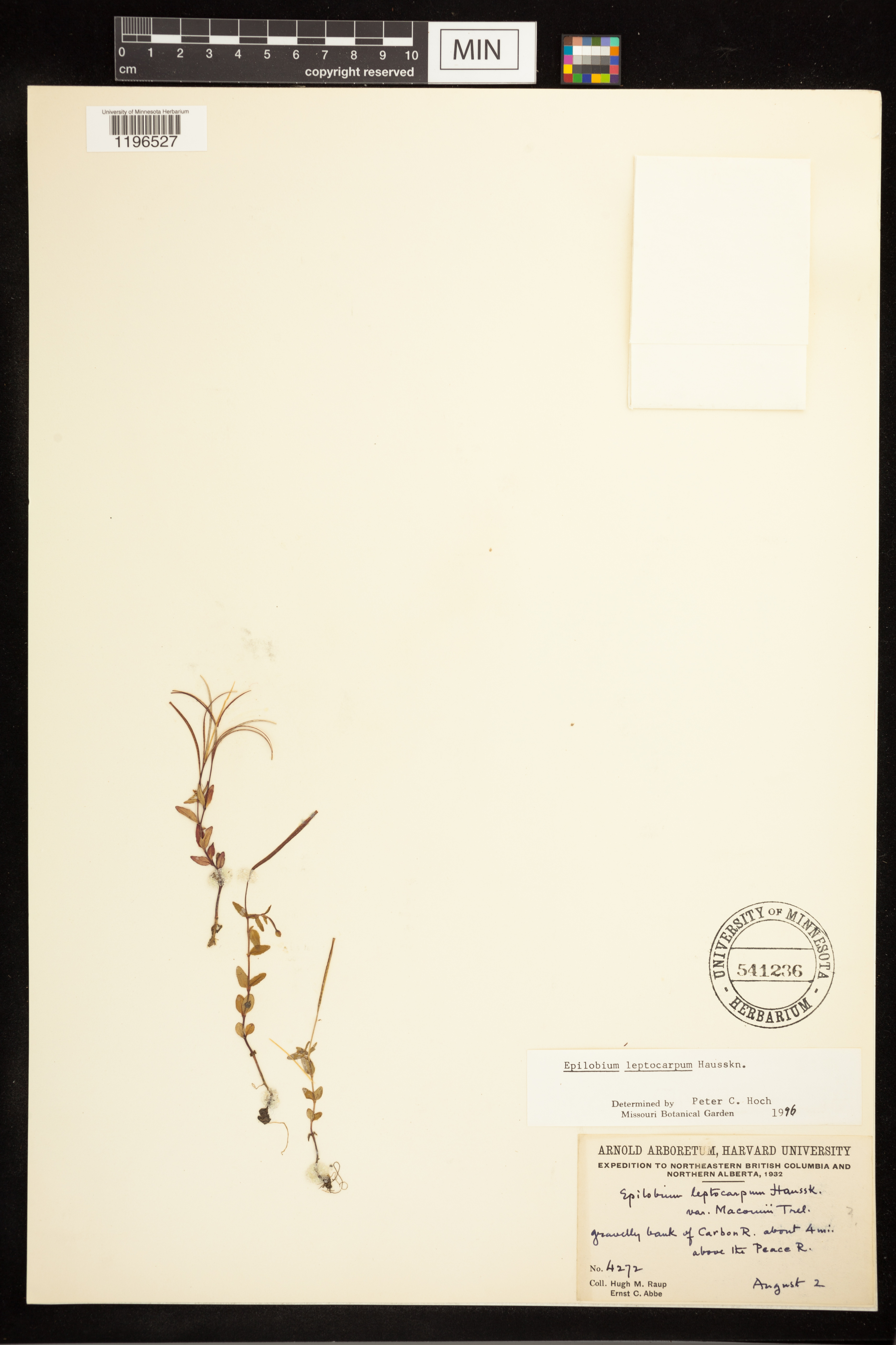 Epilobium leptocarpum image