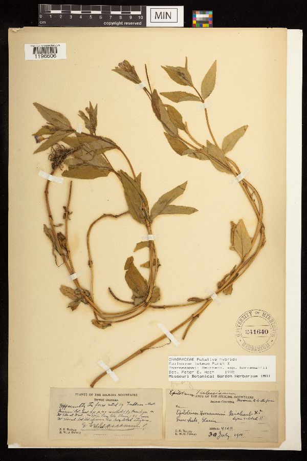 Epilobium luteum x hornemannii image