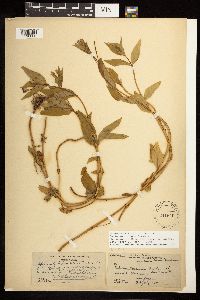 Image of Epilobium luteum x hornemannii