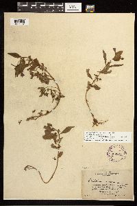 Epilobium luteum x hornemannii image