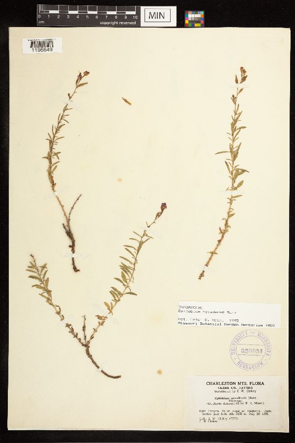 Epilobium nevadense image