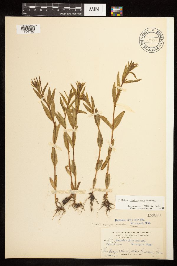 Epilobium saximontanum image