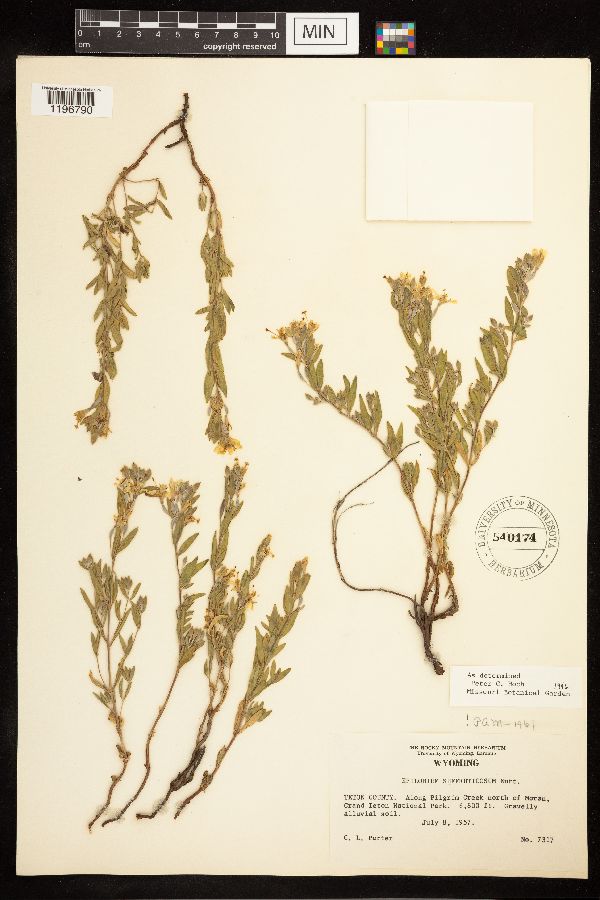 Epilobium suffruticosum image