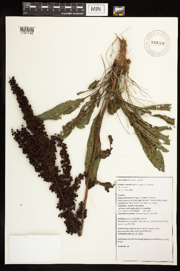 Rumex crispus image