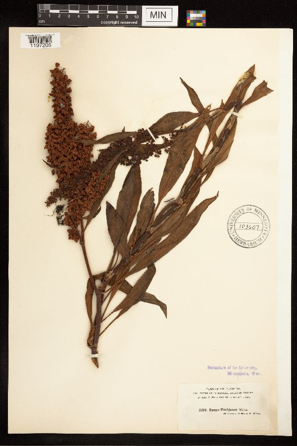 Rumex floridanus image