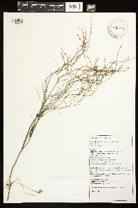 Rumex hastatulus image