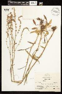 Rumex hastatulus image