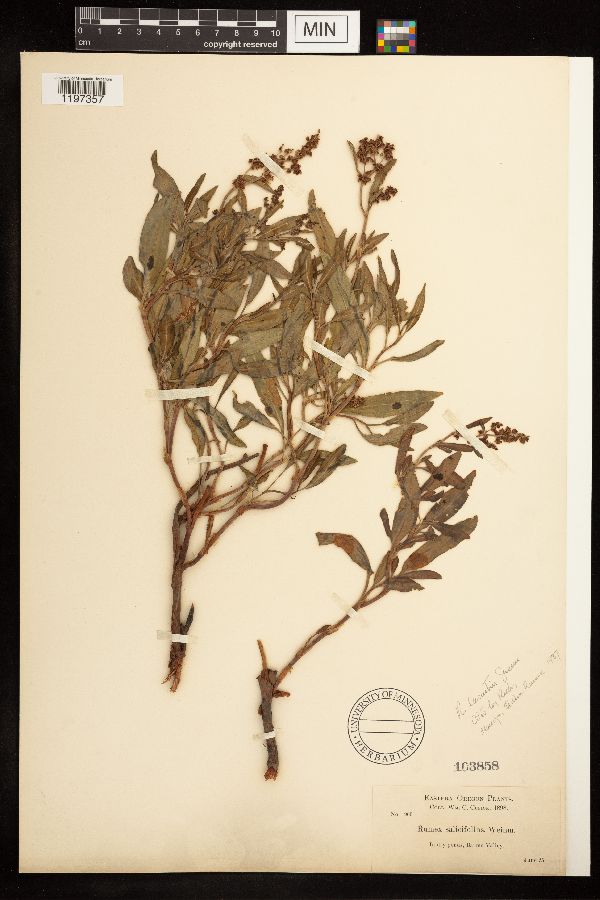 Rumex lacustris image