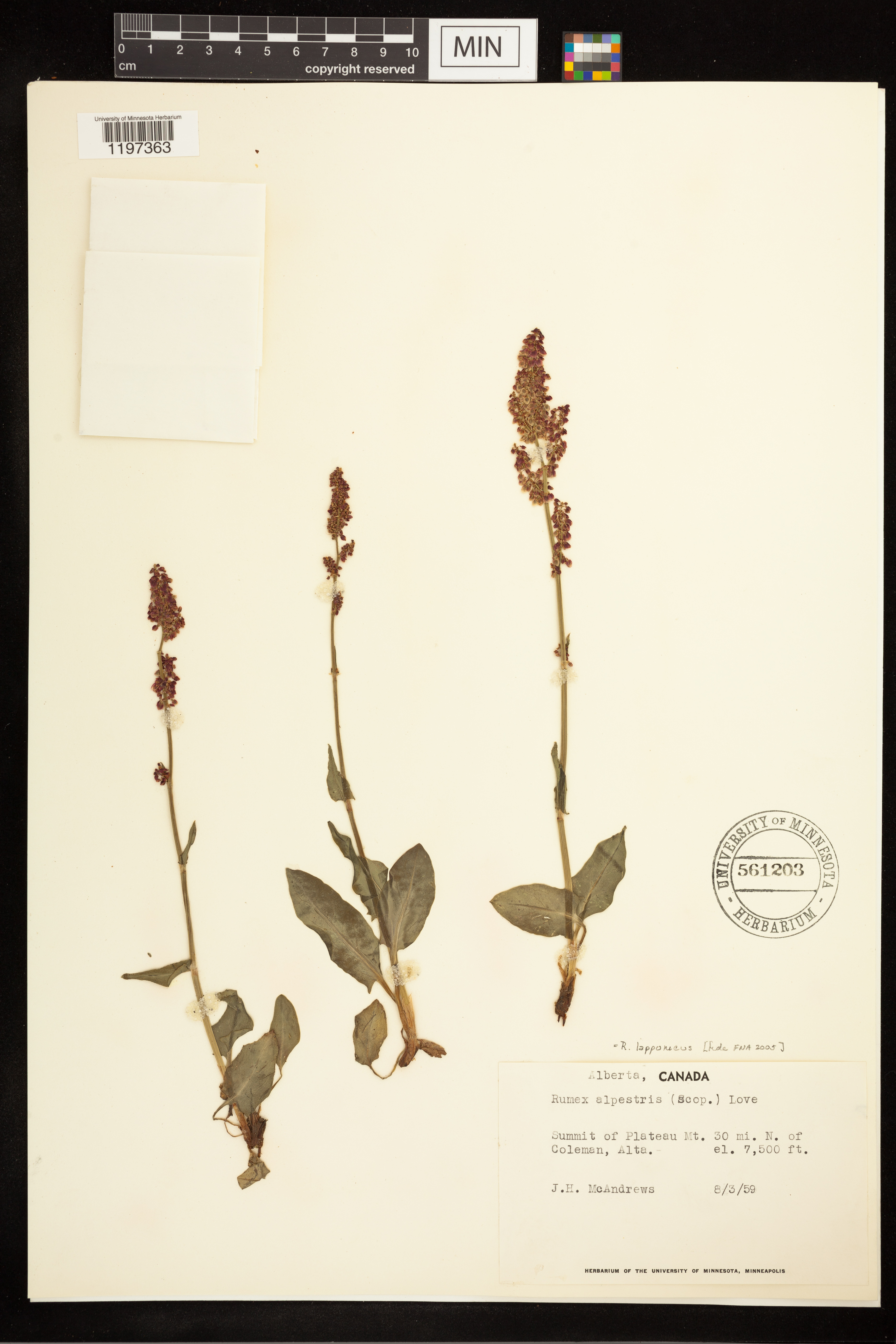 Rumex lapponicus image