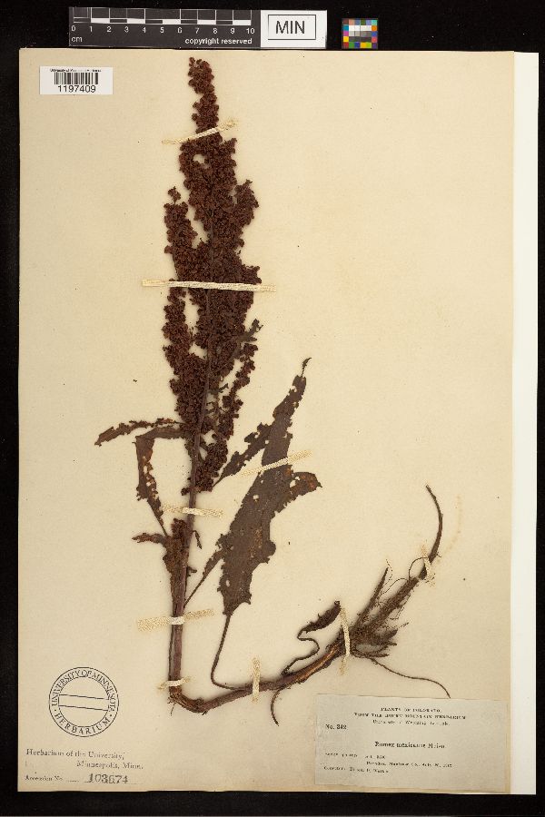 Rumex mexicanus image