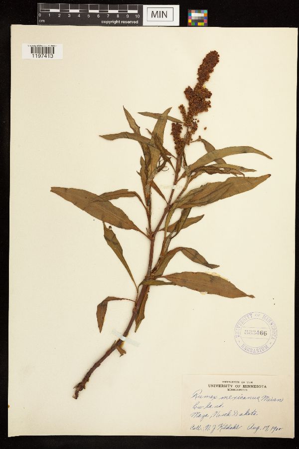 Rumex mexicanus image