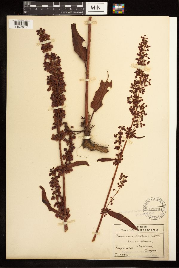 Rumex occidentalis image