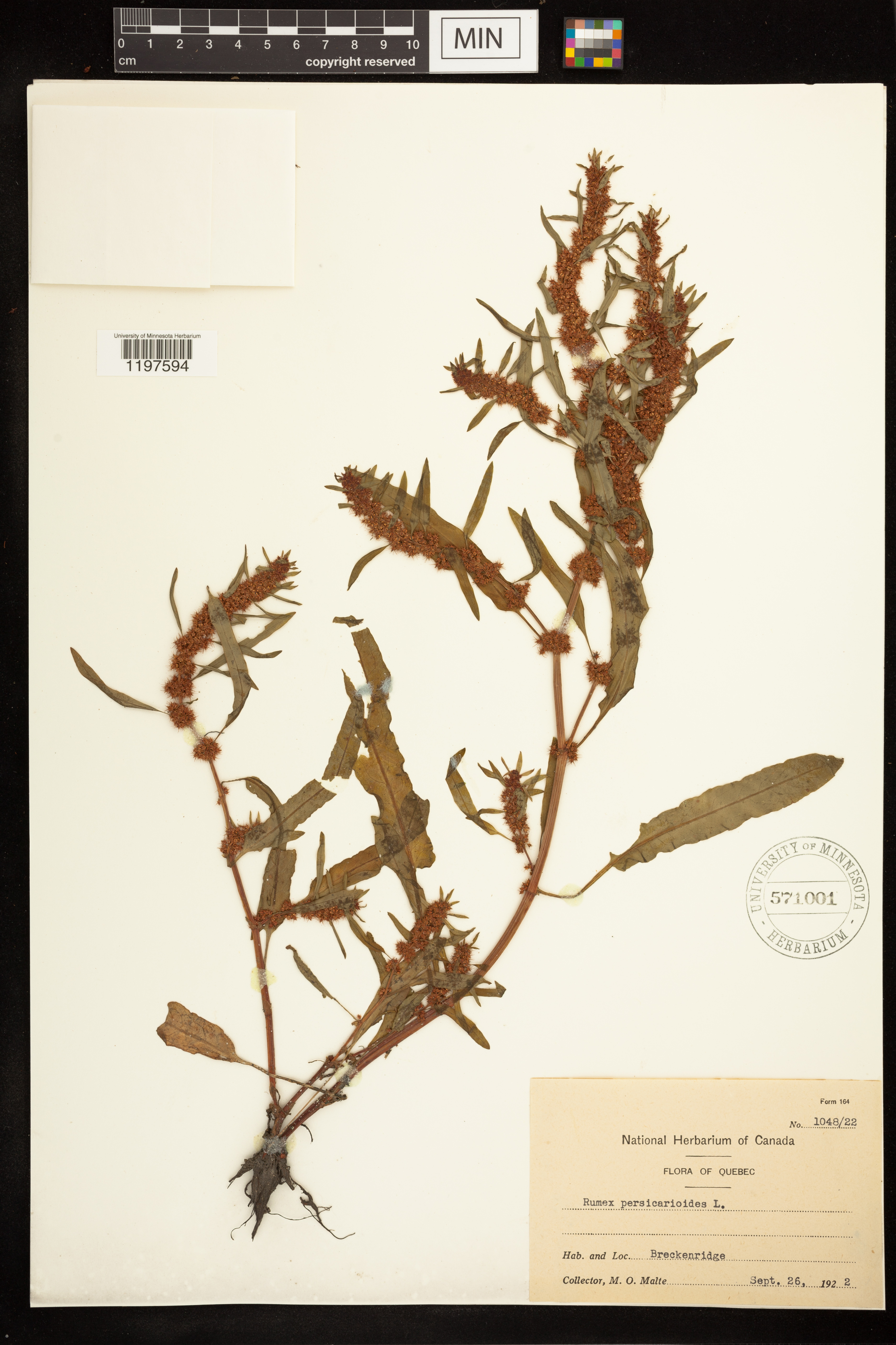 Rumex persicarioides image