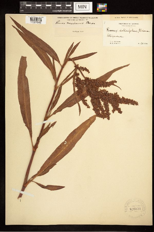 Rumex salicifolius image