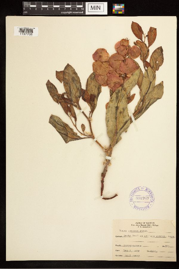 Rumex venosus image