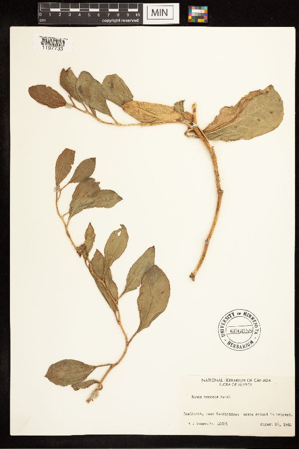 Rumex venosus image