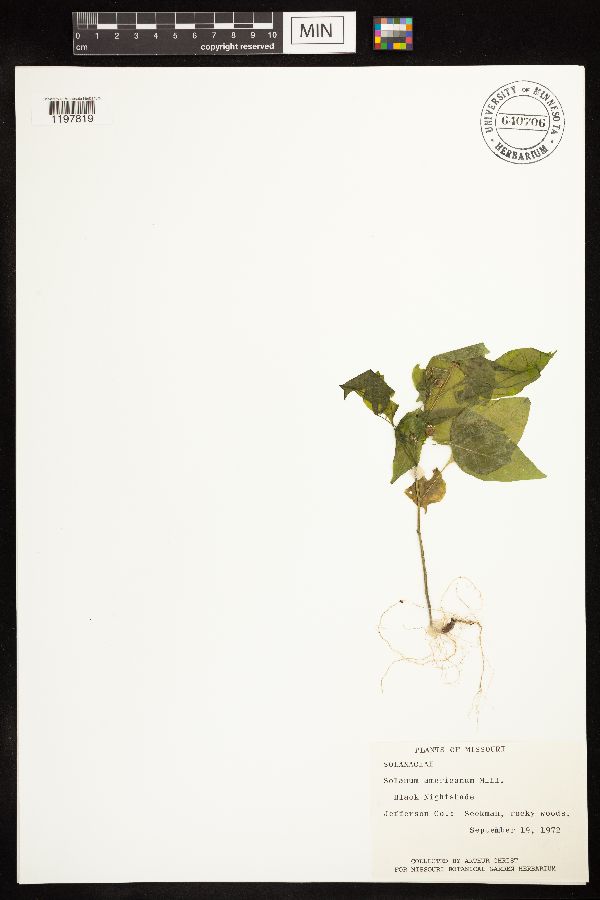 Solanum ptychanthum image