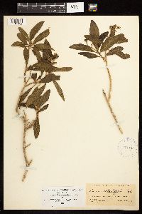 Solanum donianum image