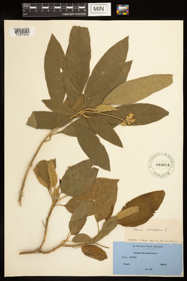 Solanum donianum image