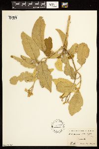 Solanum donianum image