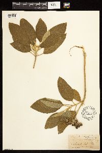 Solanum donianum image