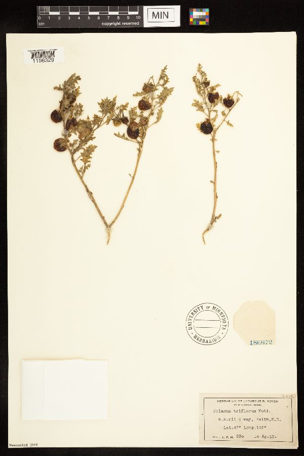 Solanum triflorum image