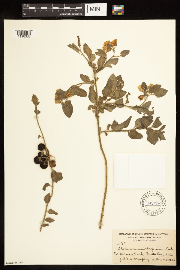 Solanum umbelliferum image