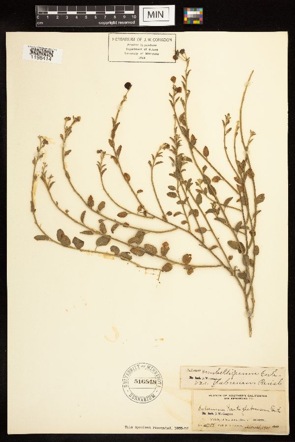 Solanum umbelliferum var. glabrescens image