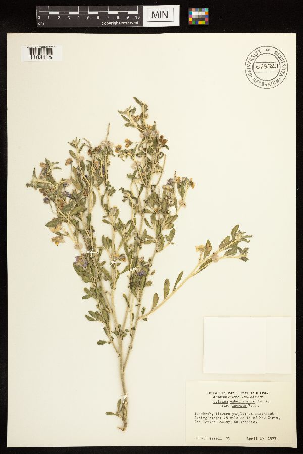 Solanum umbelliferum var. incanum image
