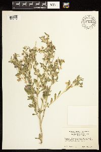 Solanum umbelliferum var. incanum image