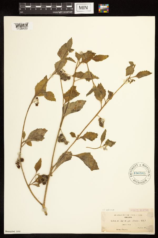 Solanum villosum image