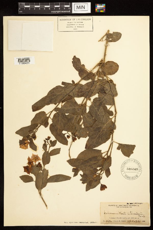 Solanum xanti var. intermedium image