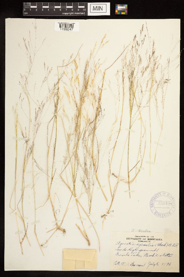 Agrostis image