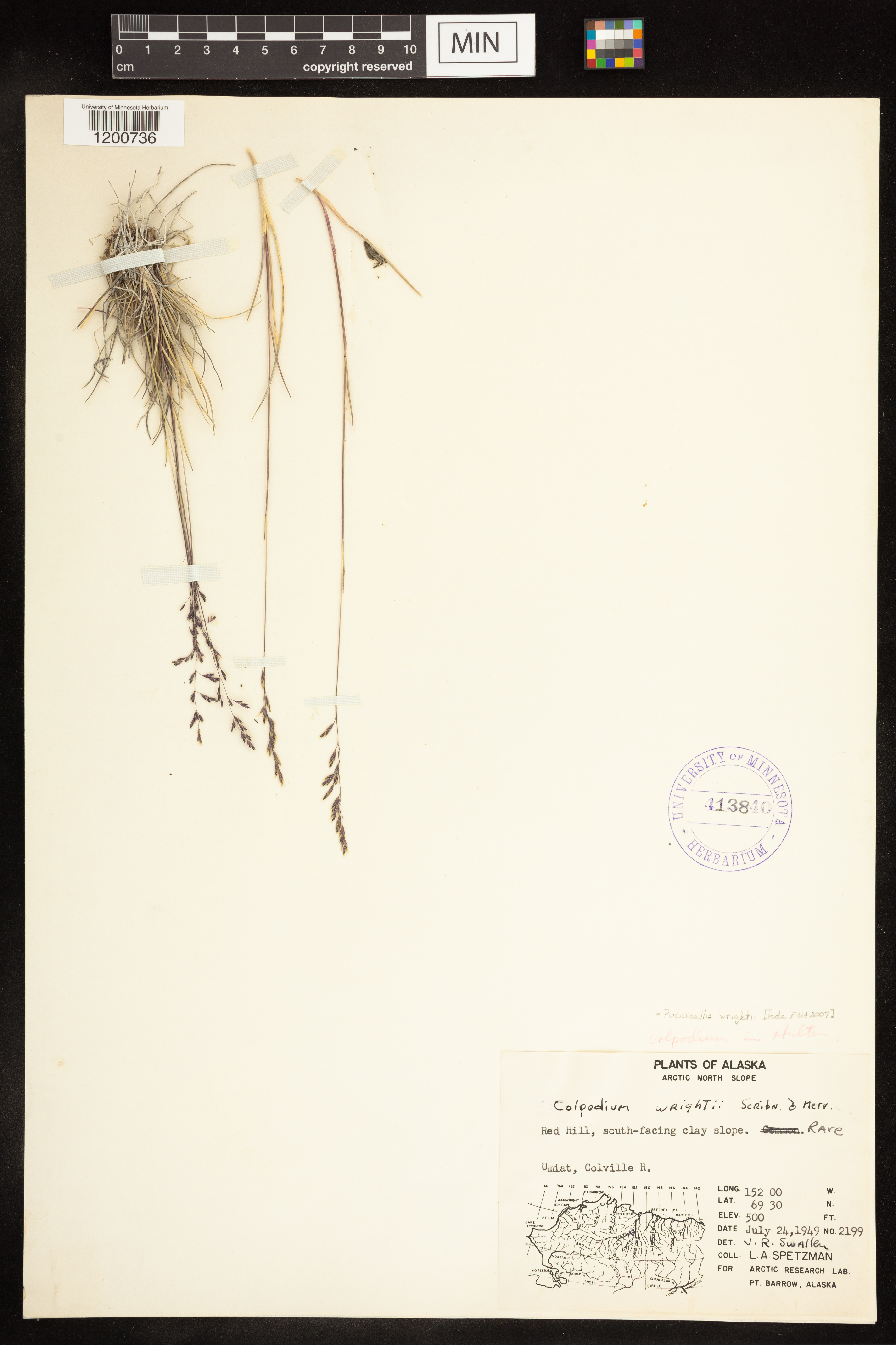 Puccinellia wrightii image