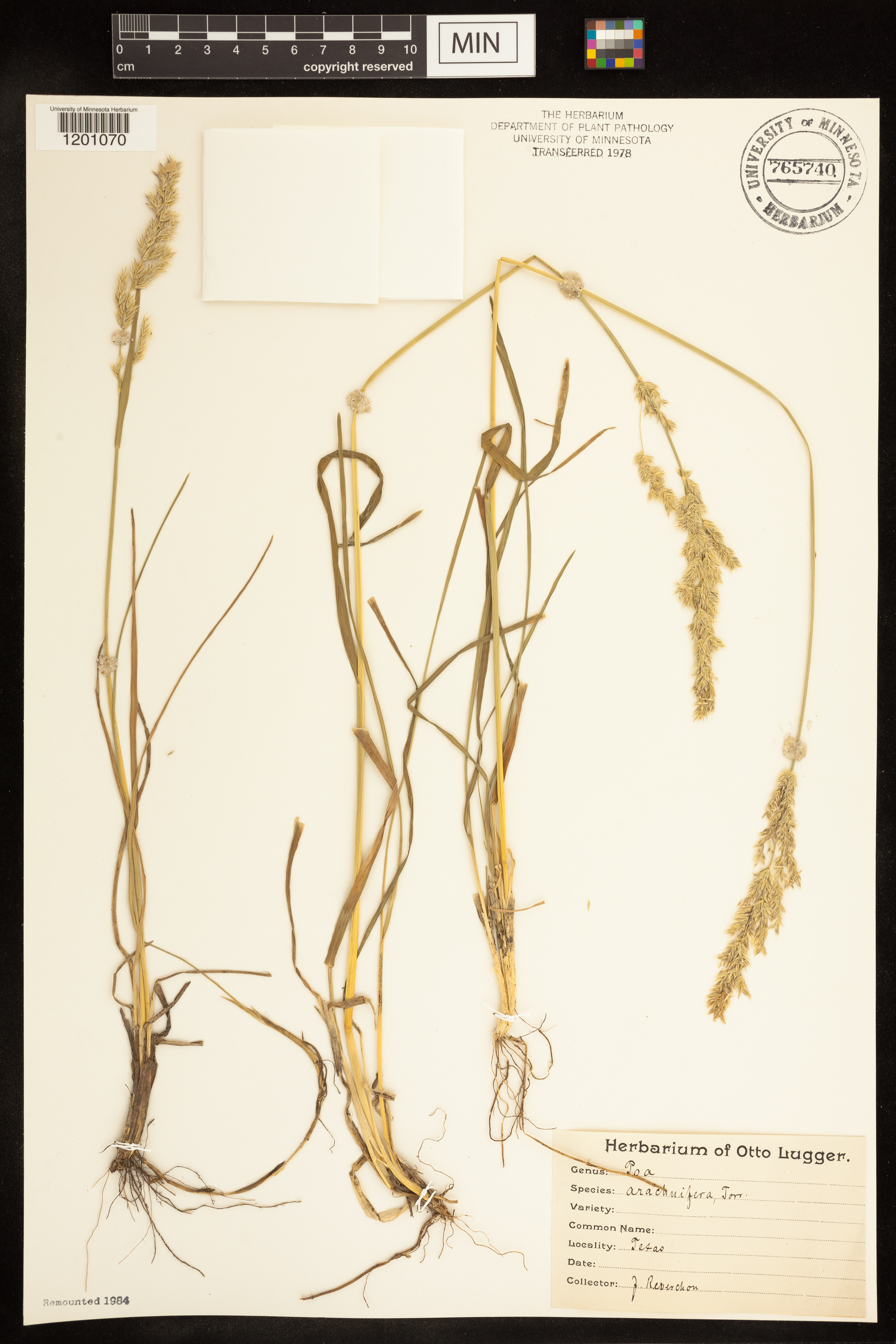 Poa arachnifera image