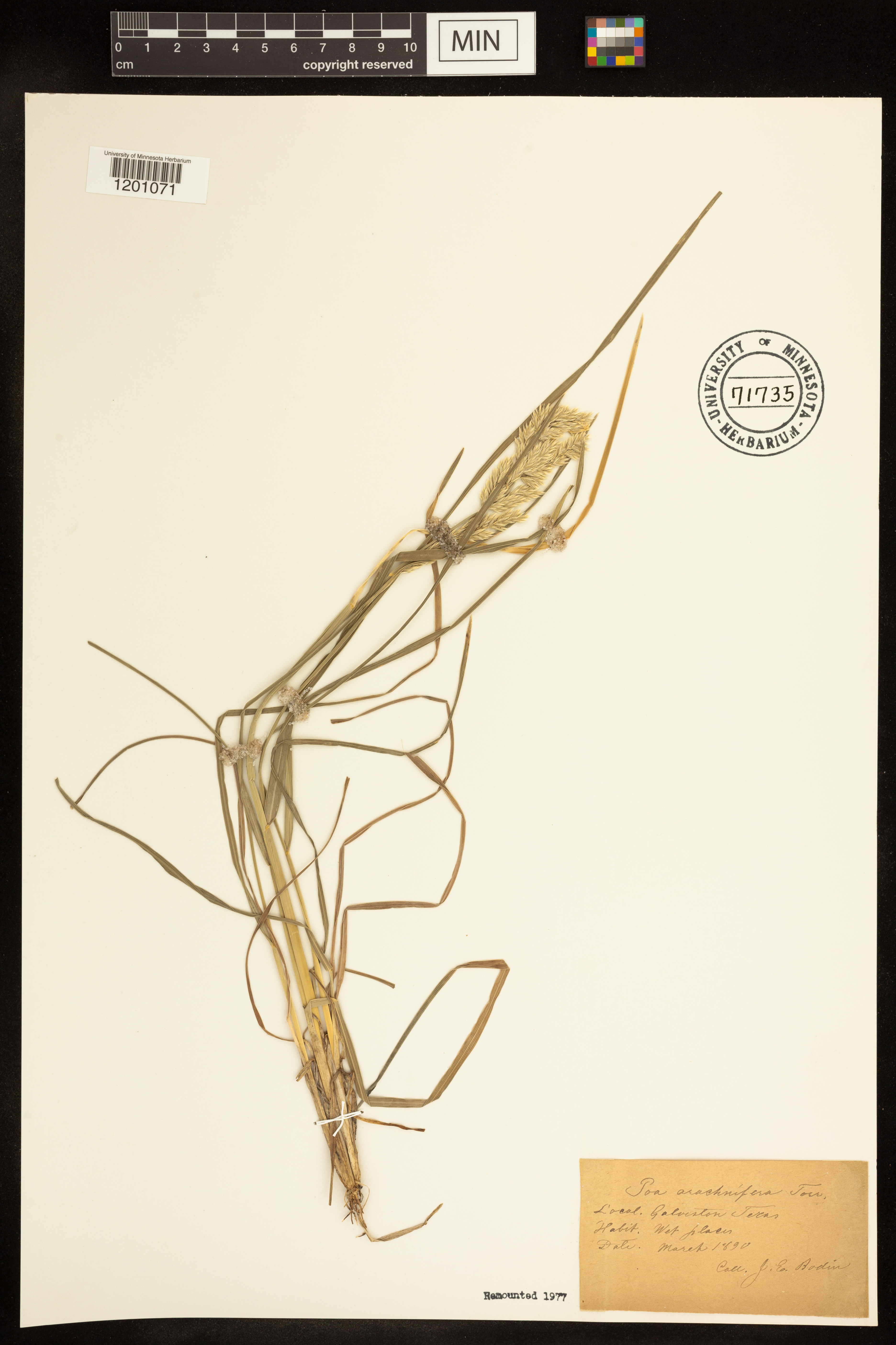 Poa arachnifera image