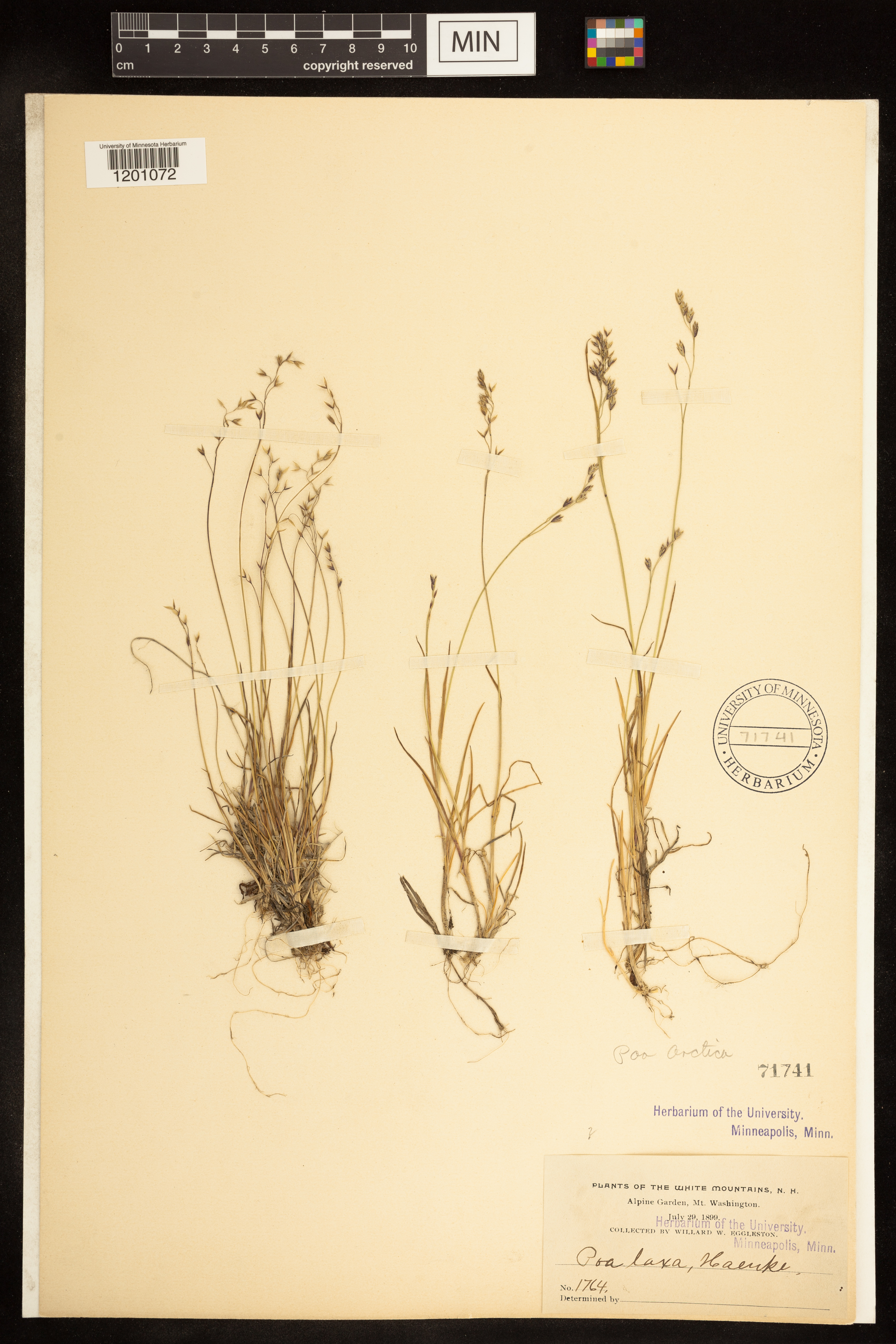Poa arctica image