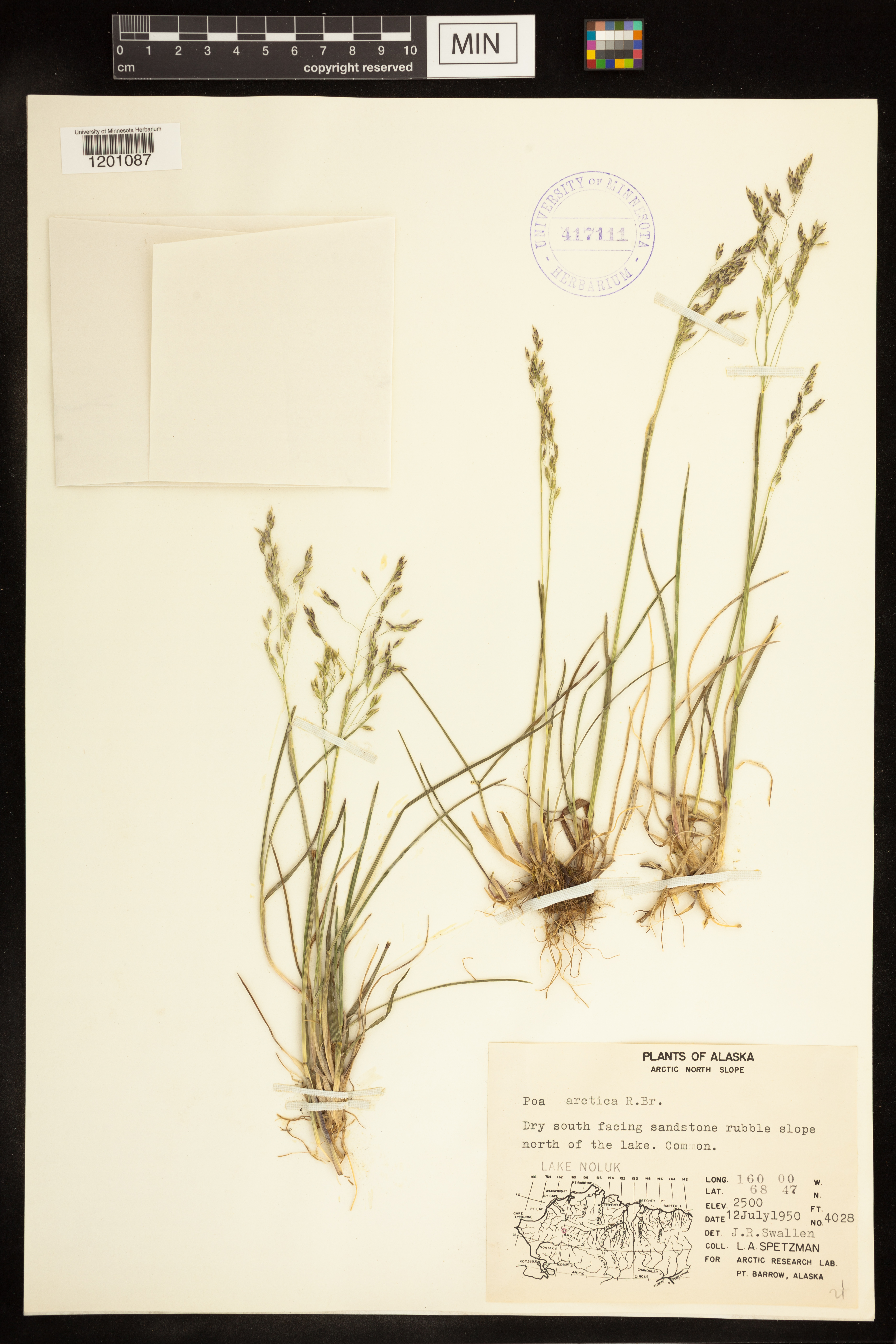 Poa arctica image