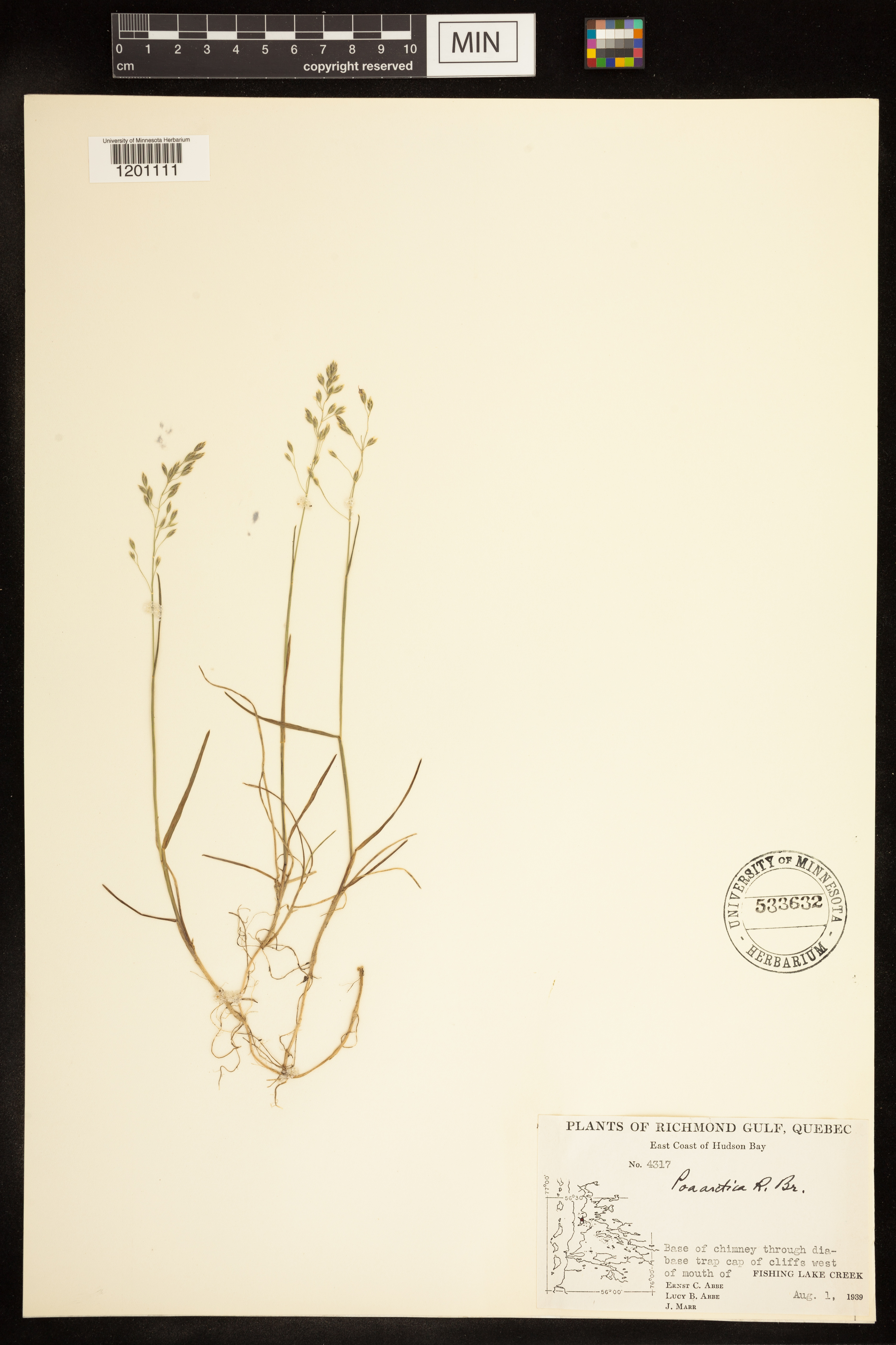 Poa arctica image