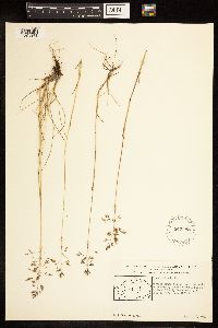 Poa arctica image