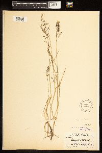 Poa arctica subsp. arctica image