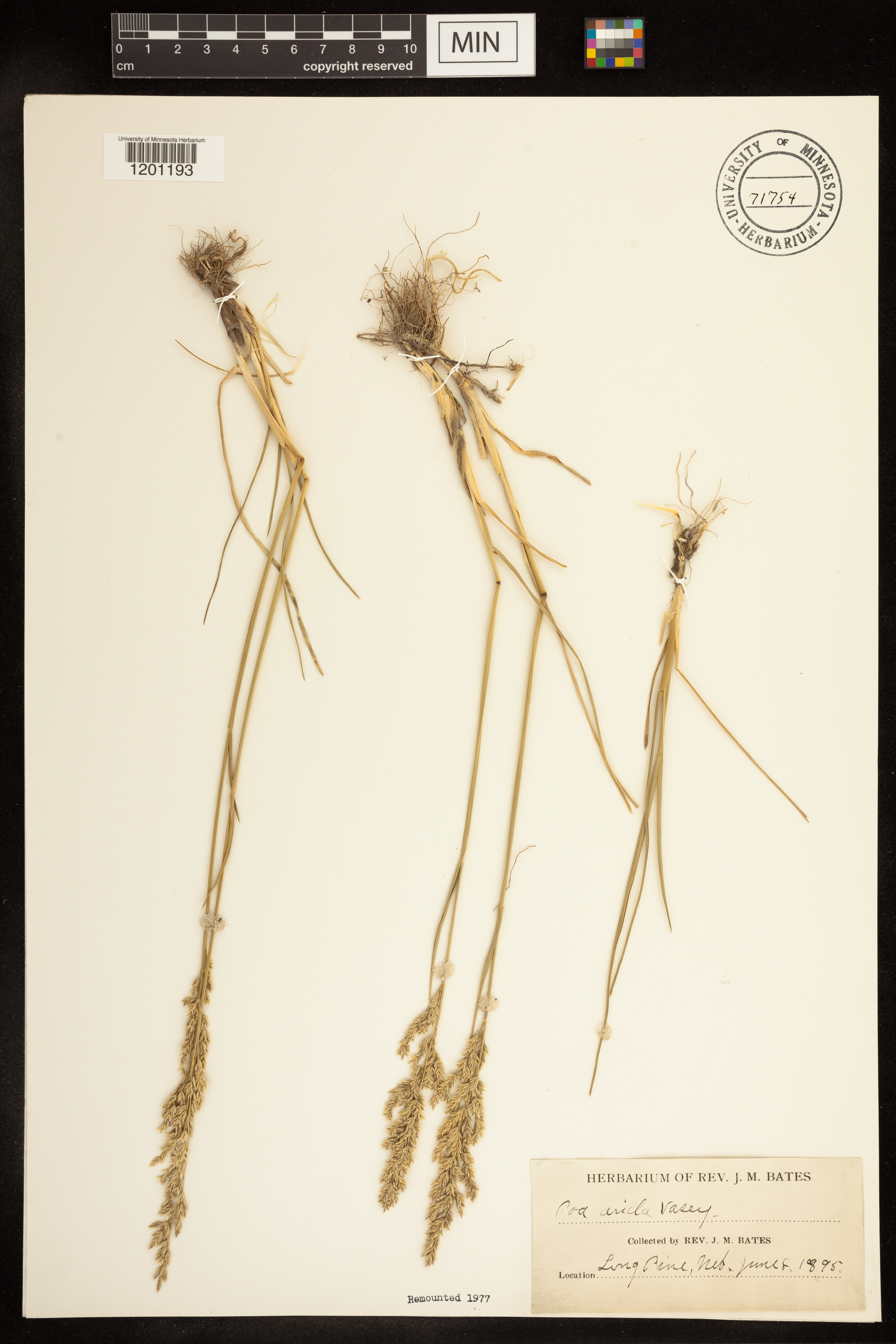 Poa arida image