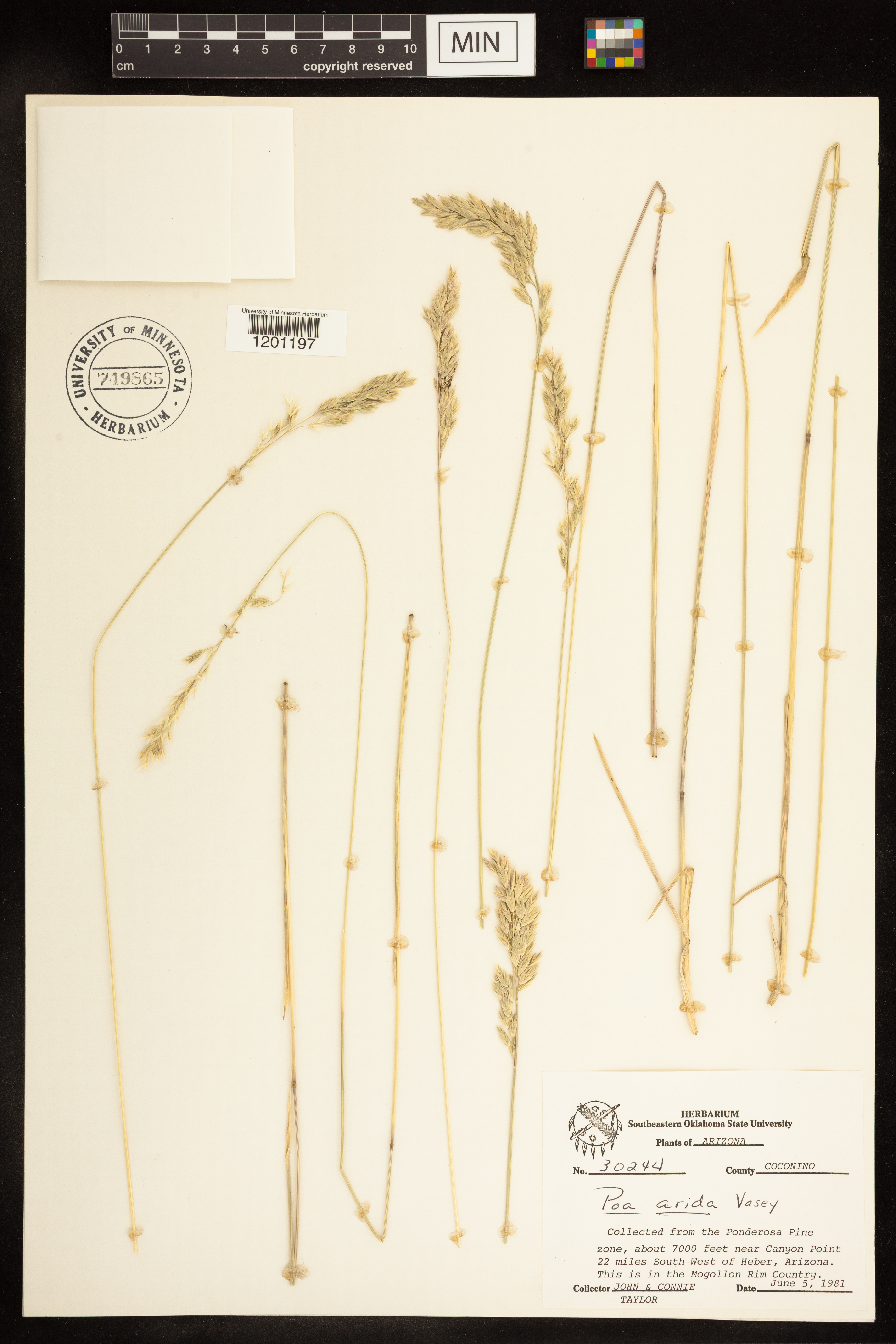 Poa arida image