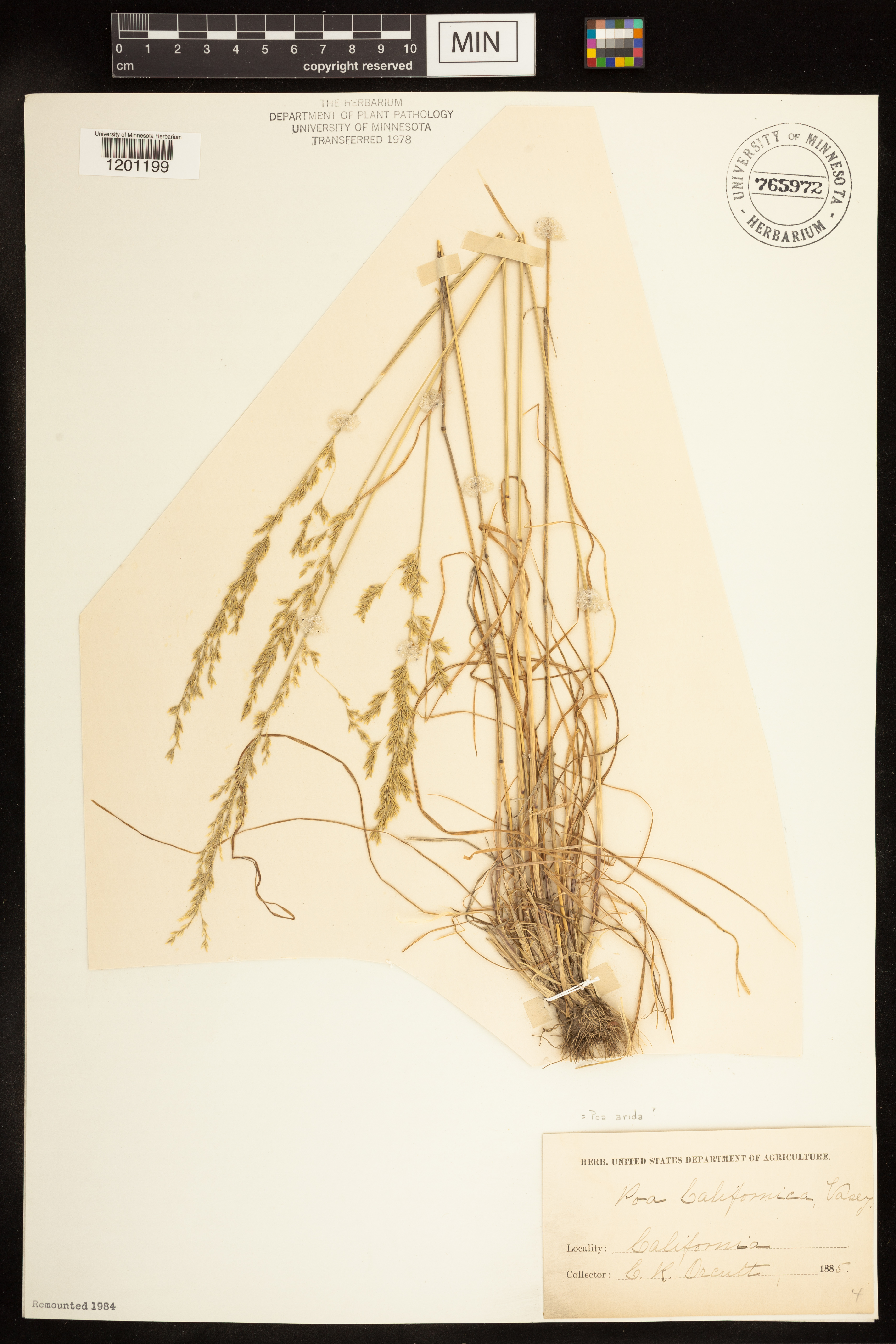 Poa arida image