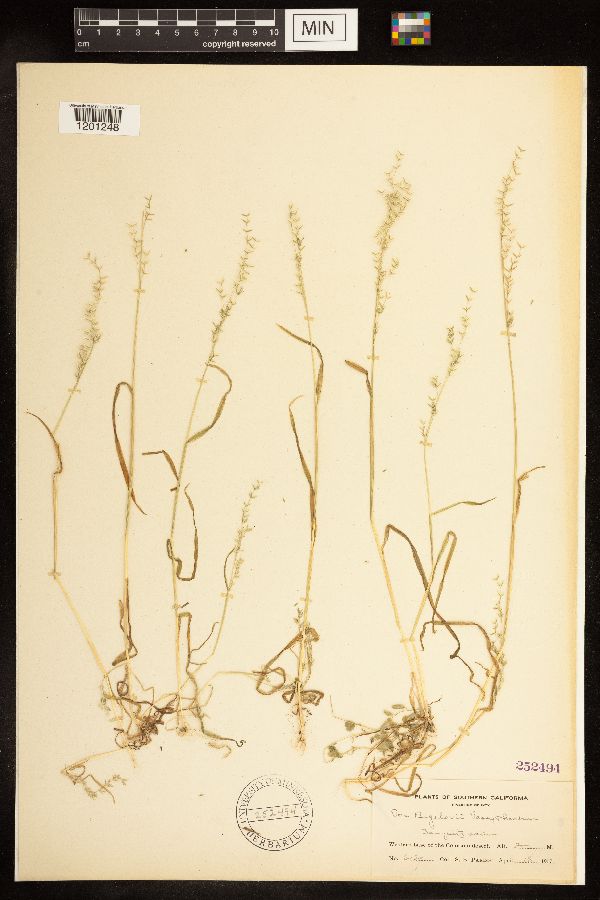 Poa bigelovii image